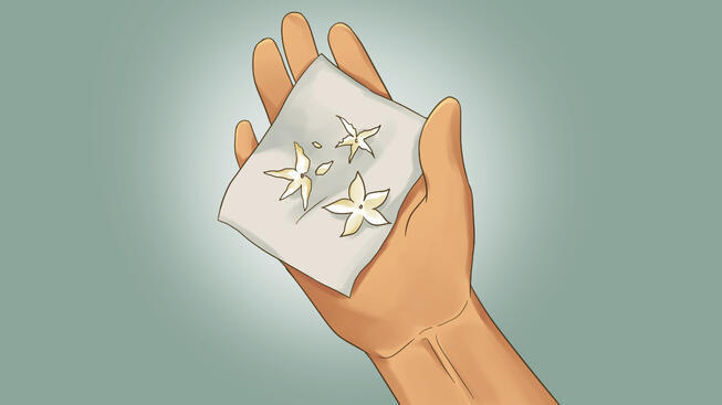 Dried Jasmine flowers